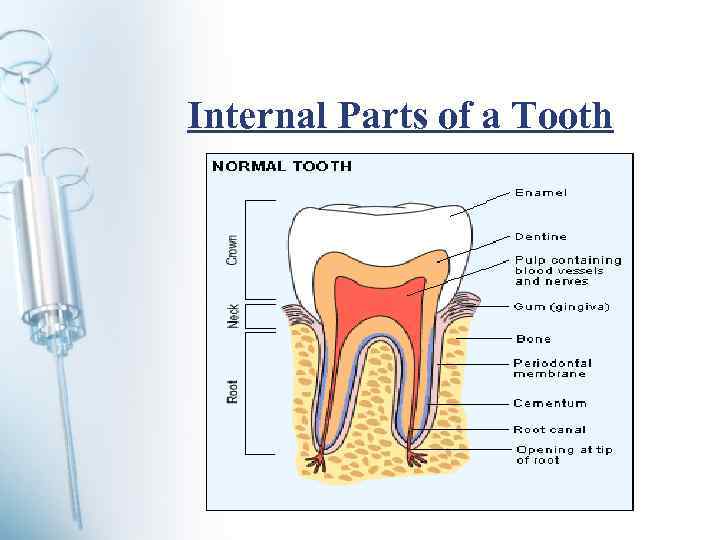 Internal Parts of a Tooth 