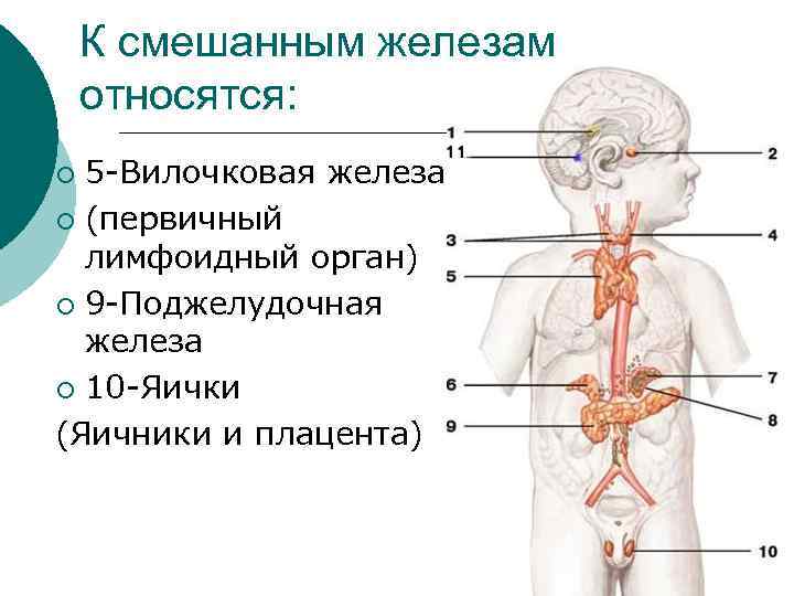 10 желез