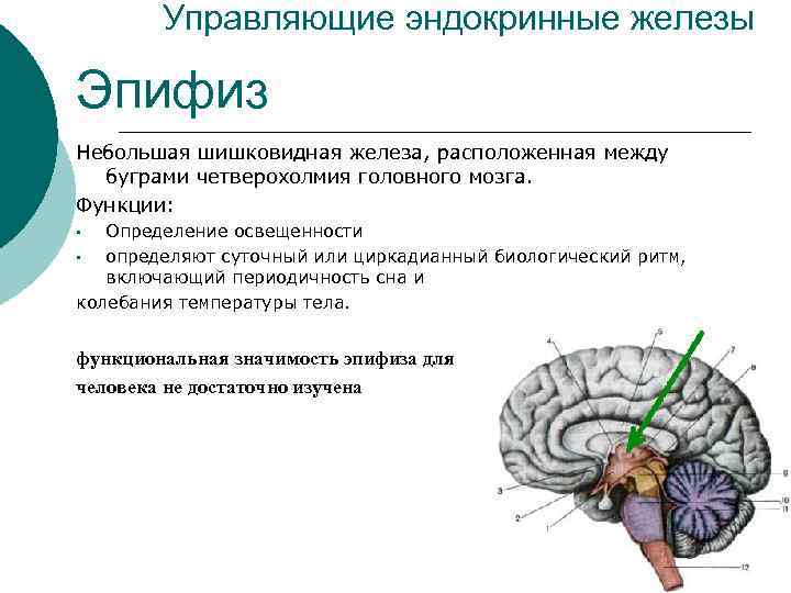 Управляющие эндокринные железы Эпифиз Небольшая шишковидная железа, расположенная между буграми четверохолмия головного мозга. Функции: