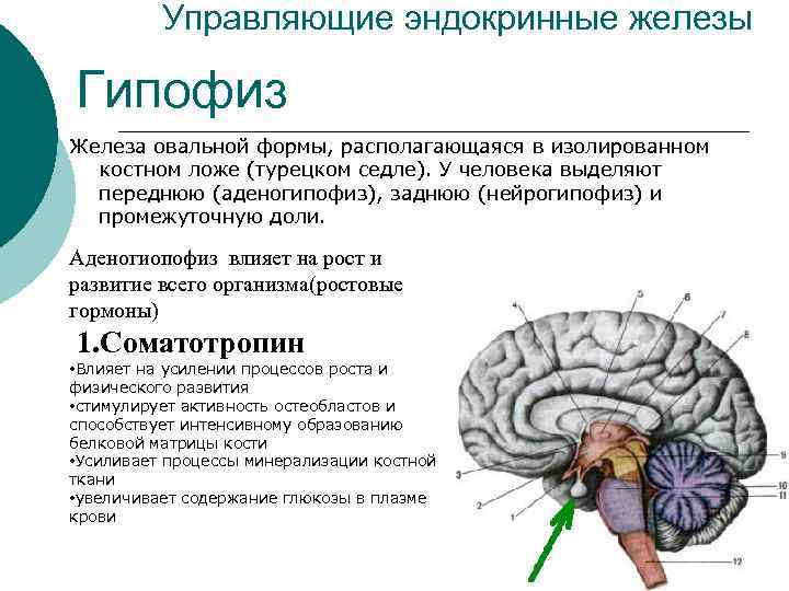 Управляющие эндокринные железы Гипофиз Железа овальной формы, располагающаяся в изолированном костном ложе (турецком седле).