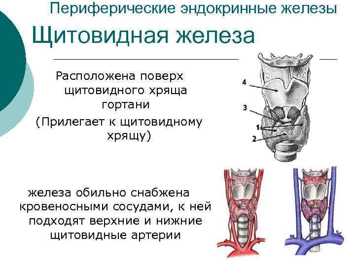 Периферические эндокринные железы Щитовидная железа Расположена поверх щитовидного хряща гортани (Прилегает к щитовидному хрящу)