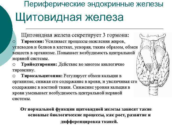 Периферические эндокринные железы Щитовидная железа секретирует 3 гормона: Тироксин: Усиливает процессы окисления жиров, углеводов