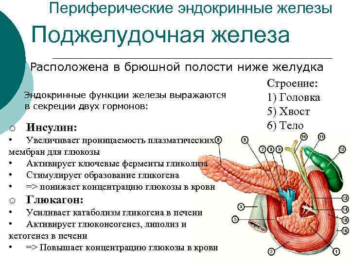 Периферические эндокринные железы Поджелудочная железа Расположена в брюшной полости ниже желудка Строение: Эндокринные функции