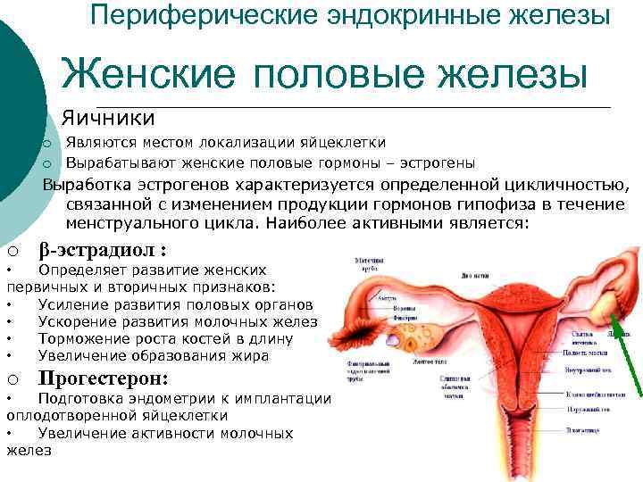 Периферические эндокринные железы Женские половые железы Яичники ¡ ¡ Являются местом локализации яйцеклетки Вырабатывают