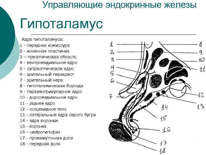 Управляющие эндокринные железы Гипоталамус Ядра гипоталамуса: 1 - передняя комиссура 2 - конечная пластинка