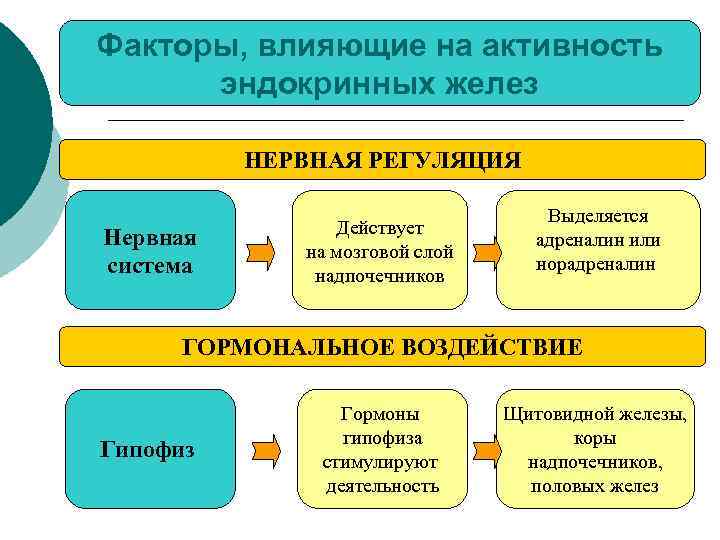 Факторы, влияющие на активность эндокринных желез НЕРВНАЯ РЕГУЛЯЦИЯ Нервная система Действует на мозговой слой