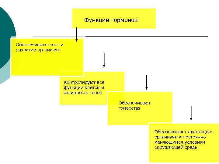 Функции гормонов Обеспечивают рост и развитие организма Контролируют все функции клеток и активность генов