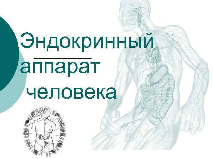 Эндокринный аппарат человека 
