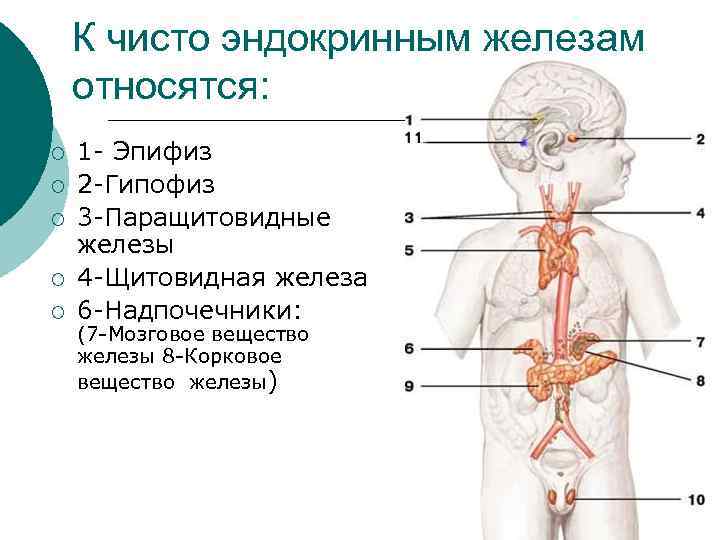К чисто эндокринным железам относятся: ¡ ¡ ¡ 1 - Эпифиз 2 -Гипофиз 3