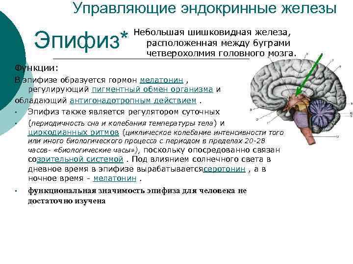 Управляющие эндокринные железы Эпифиз* Небольшая шишковидная железа, расположенная между буграми четверохолмия головного мозга. Функции: