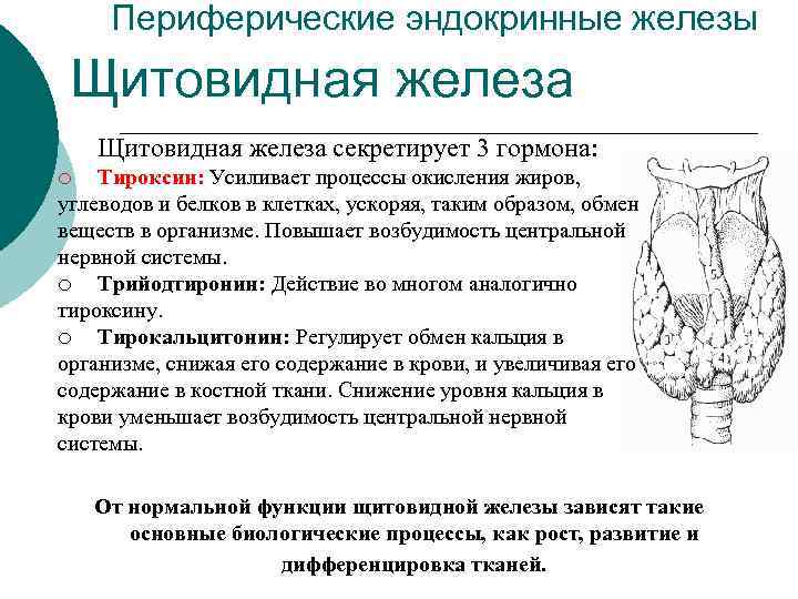 Периферические эндокринные железы Щитовидная железа секретирует 3 гормона: Тироксин: Усиливает процессы окисления жиров, углеводов