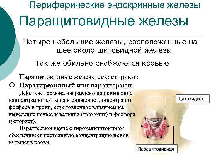 Периферические эндокринные железы Паращитовидные железы Четыре небольшие железы, расположенные на шее около щитовидной железы