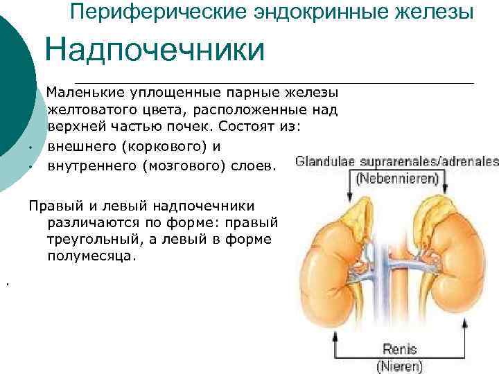 Периферические эндокринные железы Надпочечники Маленькие уплощенные парные железы • • желтоватого цвета, расположенные над