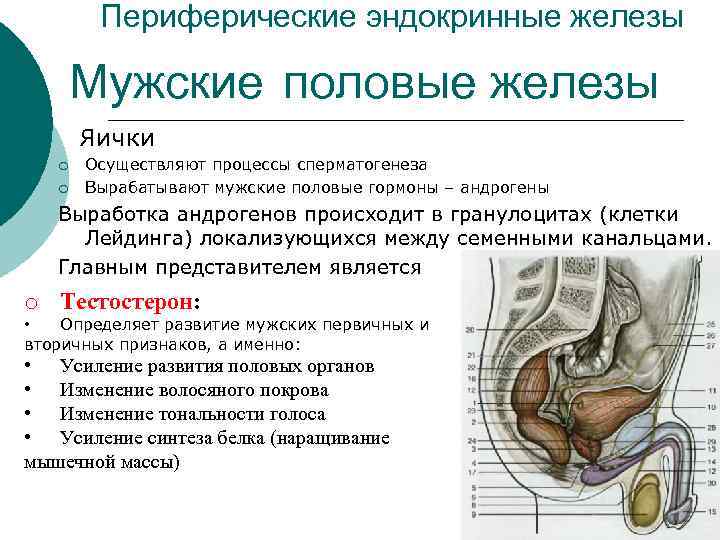 Периферические эндокринные железы Мужские половые железы Яички ¡ ¡ Осуществляют процессы сперматогенеза Вырабатывают мужские