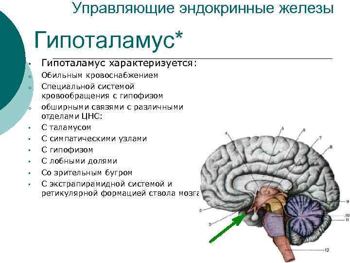Управляющие эндокринные железы Гипоталамус* • o o o • • • Гипоталамус характеризуется: Обильным