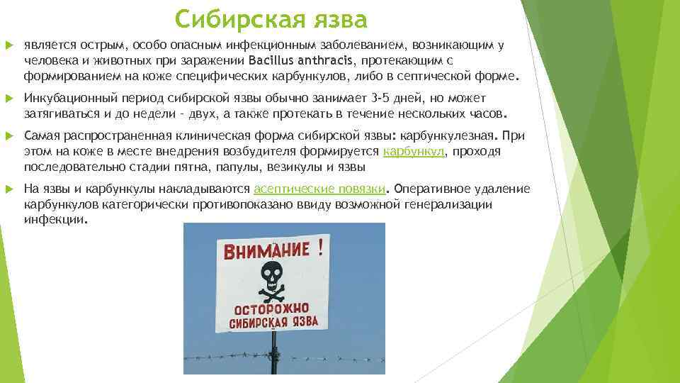 Сибирская язва является острым, особо опасным инфекционным заболеванием, возникающим у человека и животных при