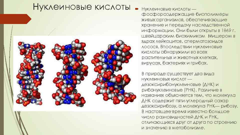 Презентация днк и рнк нуклеиновые кислоты