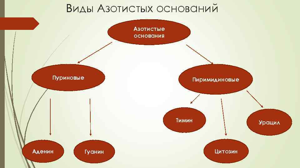 Вид азотистого основания рнк. Содержит один вид азотистых оснований.