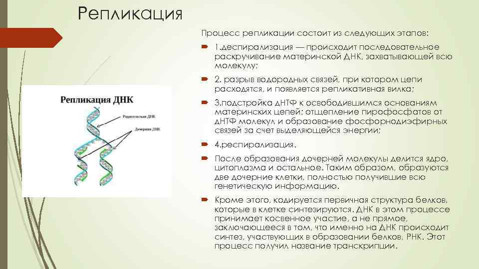 Деление днк. Основные этапы процесса репликации ДНК. Стадии репликации ДНК. Стадии процесса репликации ДНК. Основные этапы репликации ДНК.