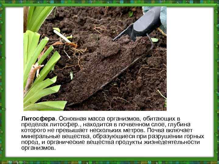 Литосфера. Основная масса организмов, обитающих в пределах литосфер. , находится в почвенном слое, глубина