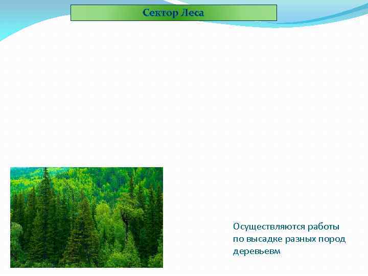 Сектор Леса Осуществляются работы по высадке разных пород деревьевм 