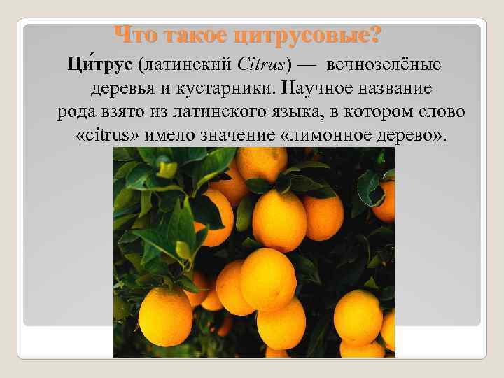 Что такое цитрусовые? Ци трус (латинский Citrus) — вечнозелёные деревья и кустарники. Научное название