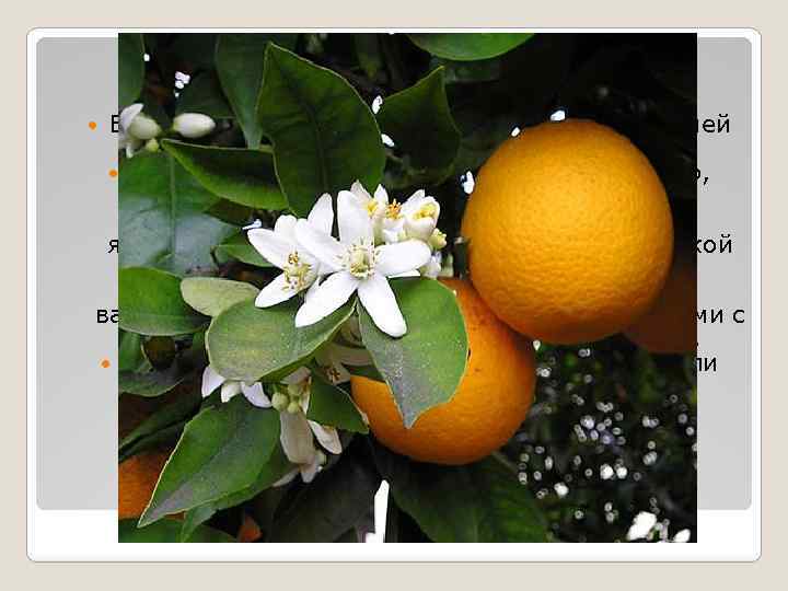 Как растут? Вечнозелёные деревья или кустарники, большей частью с колючками на стеблях. Листья плотные,