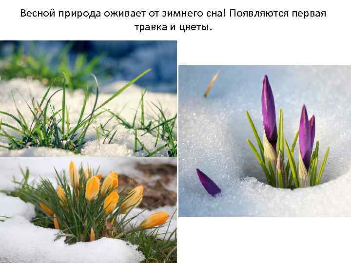 Весной природа оживает от зимнего сна! Появляются первая травка и цветы. 