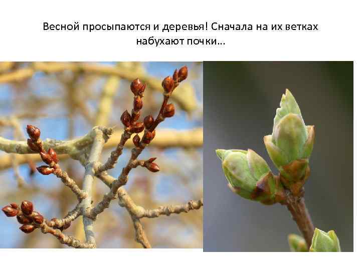 Весной просыпаются и деревья! Сначала на их ветках набухают почки… 