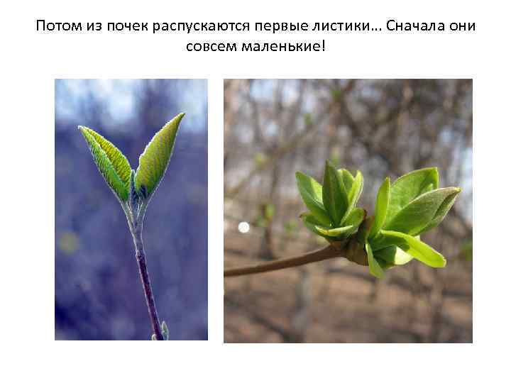 Потом из почек распускаются первые листики… Сначала они совсем маленькие! 