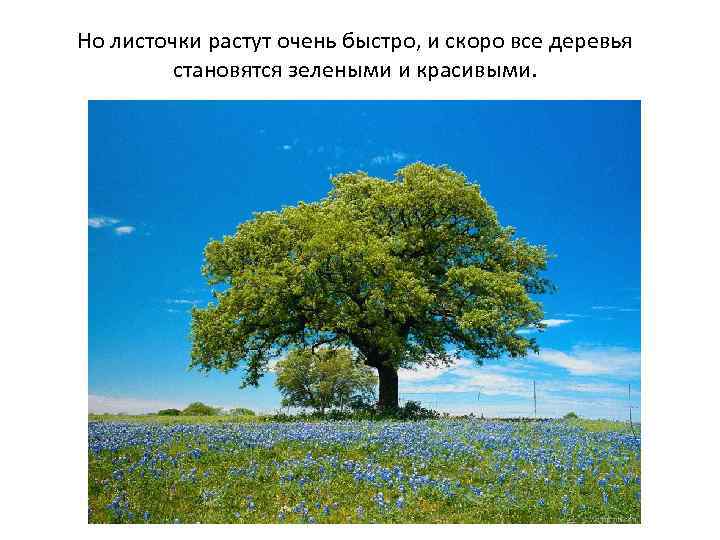 Но листочки растут очень быстро, и скоро все деревья становятся зелеными и красивыми. 