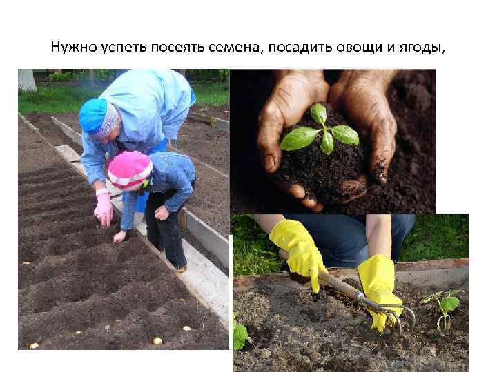 Нужно успеть посеять семена, посадить овощи и ягоды, 