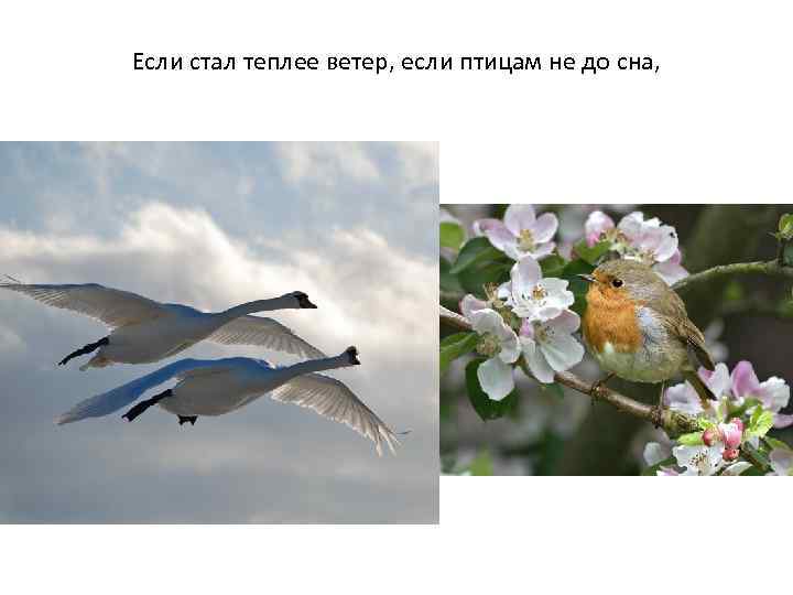 Если стал теплее ветер, если птицам не до сна, 