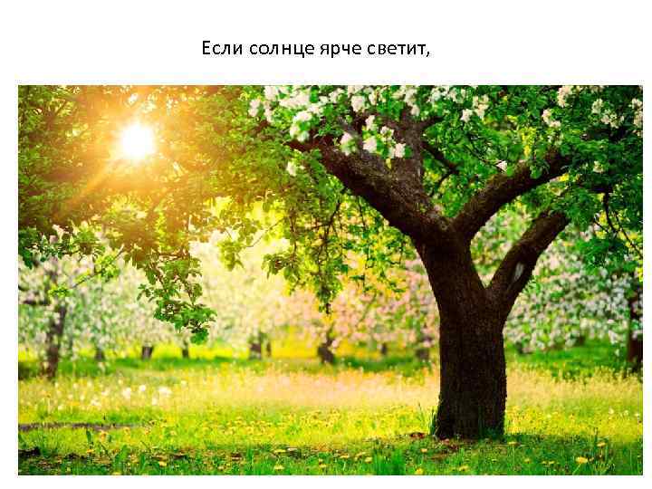 Если солнце ярче светит, 