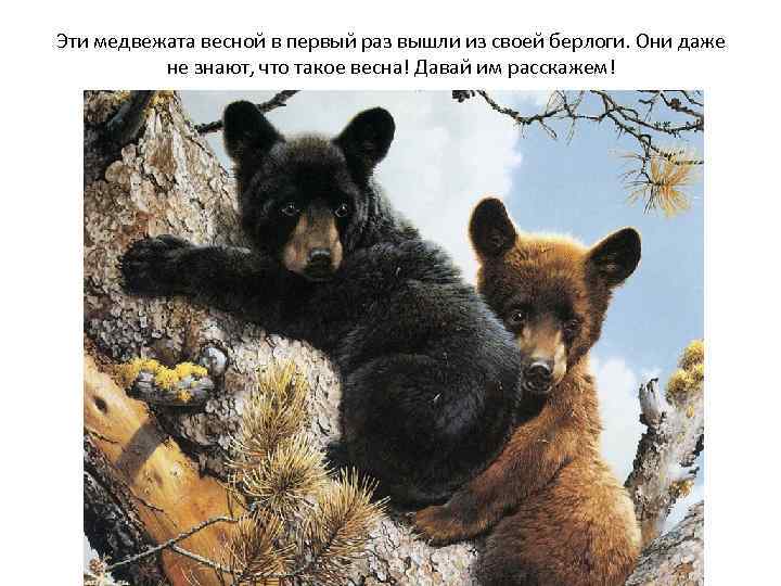 Эти медвежата весной в первый раз вышли из своей берлоги. Они даже не знают,