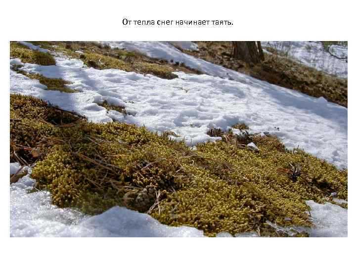 От тепла снег начинает таять. 