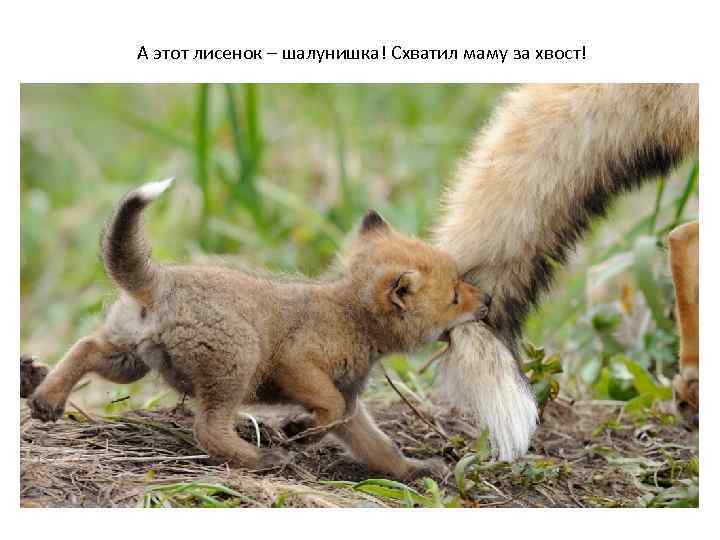  А этот лисенок – шалунишка! Схватил маму за хвост! 