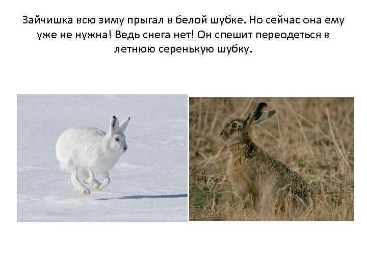 Зайчишка всю зиму прыгал в белой шубке. Но сейчас она ему уже не нужна!