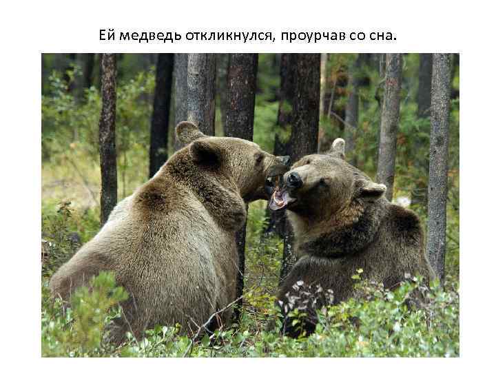 Ей медведь откликнулся, проурчав со сна. 