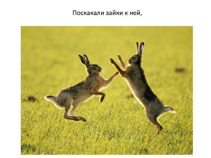 Поскакали зайки к ней, 