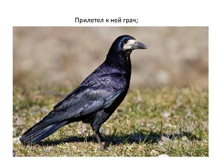 Прилетел к ней грач; 