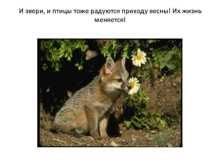 И звери, и птицы тоже радуются приходу весны! Их жизнь меняется! 