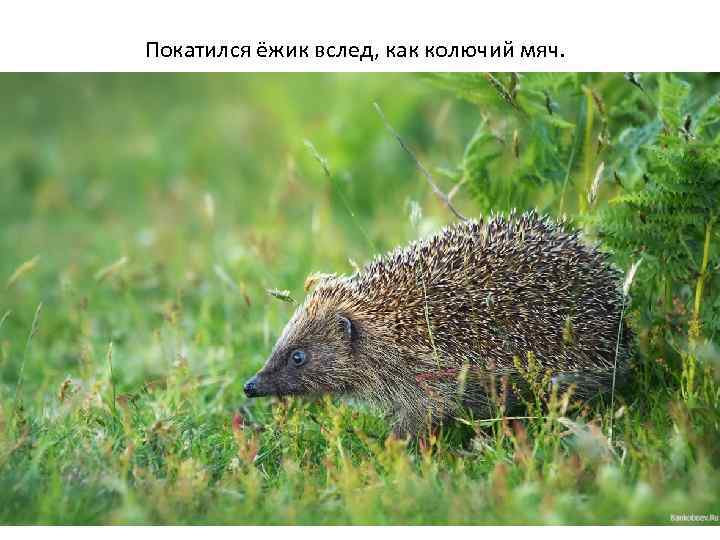 Покатился ёжик вслед, как колючий мяч. 
