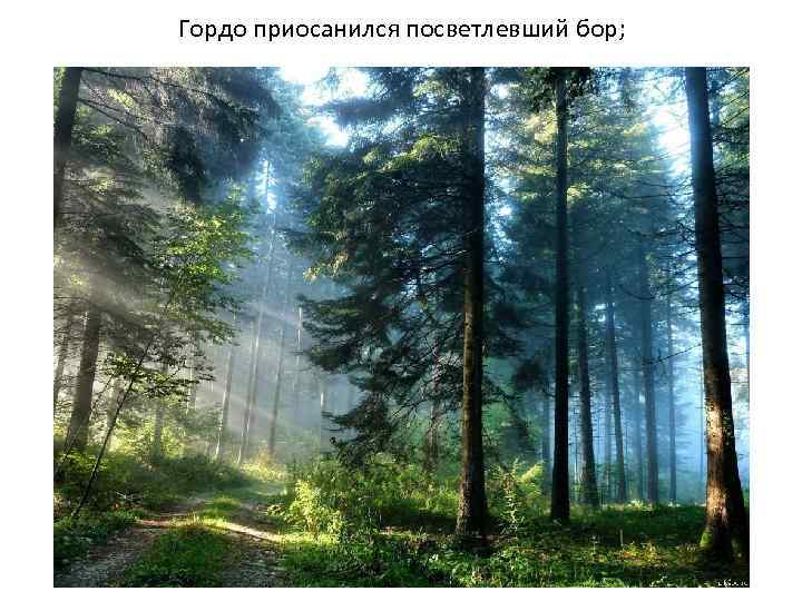 Гордо приосанился посветлевший бор; 