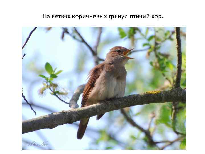 На ветвях коричневых грянул птичий хор. 