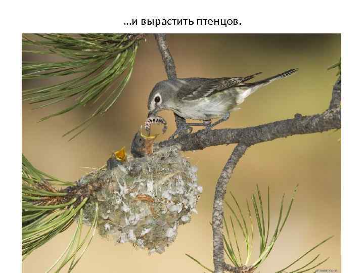 …и вырастить птенцов. 