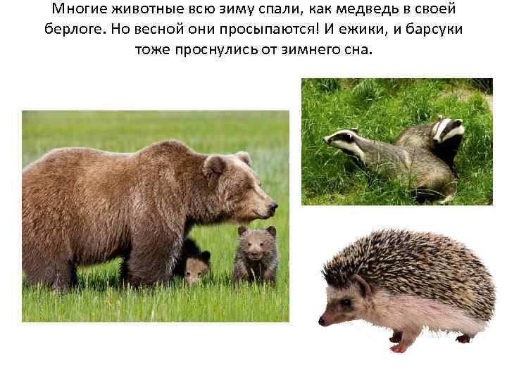 Многие животные всю зиму спали, как медведь в своей берлоге. Но весной они просыпаются!
