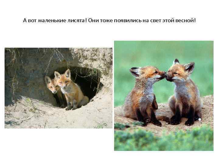 А вот маленькие лисята! Они тоже появились на свет этой весной! 