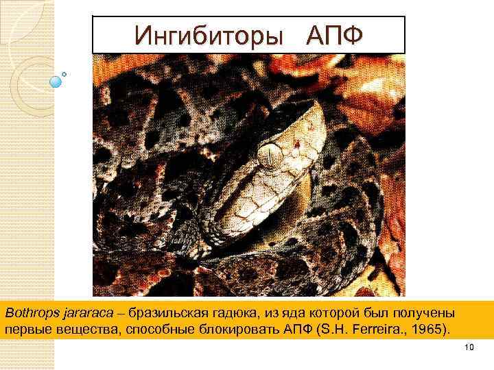 Ингибиторы АПФ Bothrops jararaca – бразильская гадюка, из яда которой был получены первые вещества,