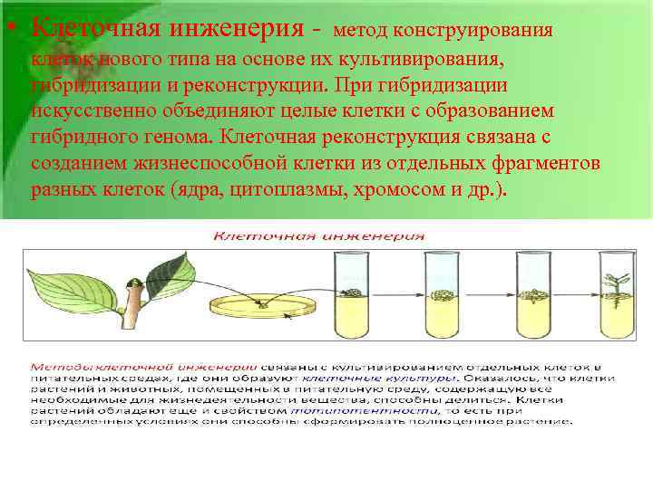  • Клеточная инженерия - метод конструирования клеток нового типа на основе их культивирования,